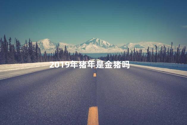 2019年猪年是金猪吗