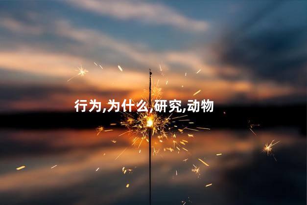 蜜獾为什么记仇？为什么蜜獾会报复？